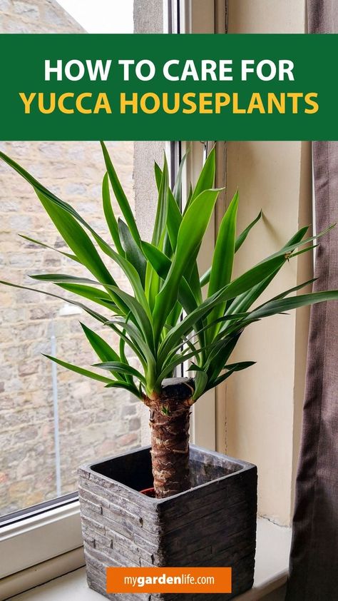 Yucca Plant Indoor, Yucca Plant Care, Soil Fertilizer, Yucca Tree, Rise To The Top, Inside Garden, Yucca Plant, Plant Problems, Growing Plants Indoors