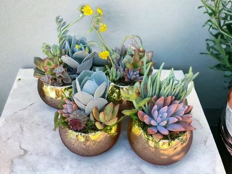 Arosezen - Etsy Baby Shower Arrangements, Plant Centerpieces, Succulent Favors, Outdoors Birthday Party, Succulent Gift, Succulent Centerpieces, Wedding Gift Set, Colorful Succulents, Succulent Gifts