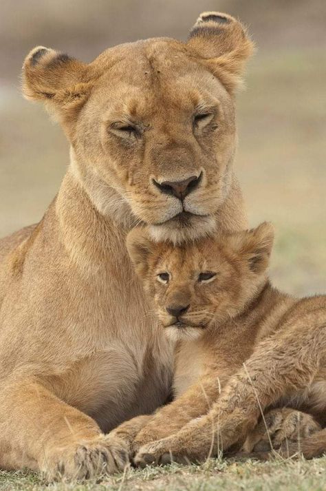 Lioness And Cubs, Cutee Animals, Lion Images, Lion Cub, Baby Lion, Cute Cats And Kittens, African Animals, Beautiful Cats