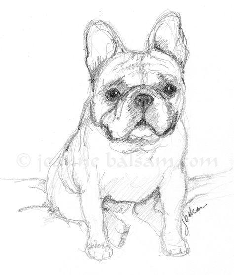 French Bulldog sketch in pencil. Adorable Frenchie … a little hopeful, maybe a little worried, but awfully cute. Visit me on Etsy at JBalsamFrenchieArt! French Bulldog Sketch, Frenchie Drawing, Bulldog Sketch, French Bulldog Wallpaper, French Bulldog Full Grown, French Bulldog Drawing, French Bulldog Painting, Bulldog Drawing, French Bulldog Tattoo