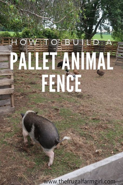 Pig Raising, Pallet Fence Ideas, Pig Fence, Goat Fence, Homesteading Diy Projects, Livestock Shelter, 4h Projects, Pig Care, Raising Cattle