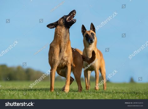 Portrait Two Belgian Shepherd Malinois Females Stock Photo 2076712573 | Shutterstock Belgian Shepherd, Photos Of Women, 3d Objects, Kangaroo, Photo Image, Royalty Free Stock Photos, Every Day, Stock Images, Royalty Free