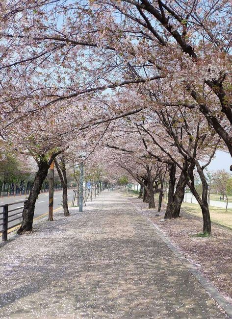 South Korea Cherry Blossoms, Cherry Blossom Seoul, Cherry Blossom Korea, Seoul In Spring, Cherry Blossom Tree Wallpaper, Korean Astethic, Blossom Tree Wallpaper, Korea Place, Dreams Aesthetic