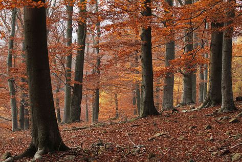 Temperate deciduous forest in Křivoklátsko Protected Landscape Area  #culture #geography #science #world #life #art #education #writing #research  #travel #holiday #books #knowledge #facts #nature #places #countries #cities #towns #villages #continents #tourism #vacation #entertainment #newspapers #eu #europe #czechia Temperate Forest Biome, Types Of Biomes, Temperate Deciduous Forest, Backgrounds Reference, Monochromatic Landscape, Biome Project, Temperate Forest, Biomes Project, Forest Biome