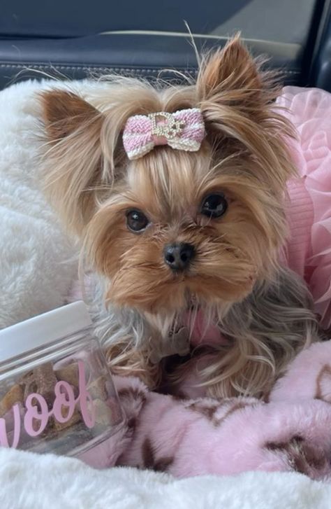 Puppy Hair Bows, Yorky Puppy, Yorkie Cut, Tattoo Perro, Yorkie Haircut, Yorkie Cuts, Mini Yorkie, Yorkie Haircuts, Mini Puppies