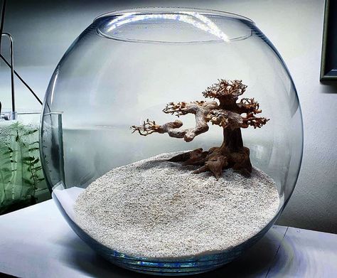 MD Fish Tanks on Instagram: “You all asked for it as soon as you saw it on my shelf. Its coming soon. "Tree On A Hill" no filter bowl aquarium. . . . . . #plantedtank…” Tree On A Hill, Bowl Aquarium, Aquarium Garden, Its Coming, Crafts Room, Fish Tanks, Diy Crafts Room Decor, A Hill, No Filter