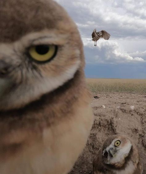 I Bet This Will Blow Your Mind | This spring, a friend notified me that there was a family of Burrowing Owls on the eastern edge of Cheyenne | Facebook Cat And Dog Memes, Burrowing Owl, Animal Guides, Dungeons And Dragons Game, Parenting Fail, Scene Design, Animal Pics, Funny Animal Memes, Animal Memes