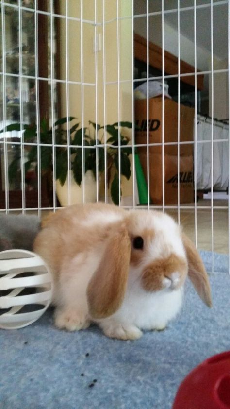 orange and white bunnies, broken tort holland lop, holland lop bunnies, lop eared bunnies, bunnies and toys Brown And White Bunnies, White Bunny With Brown Spots, Cutest Bunnies, Mini Lop Bunnies, Lop Bunnies, Window Greenhouse, Holland Lop Bunnies, Cutest Bunny Ever, Lop Eared Bunny