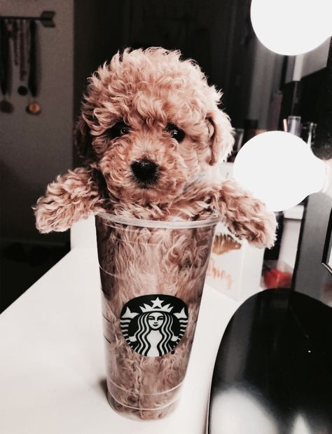 Starbucks Cup, A Dog, Teddy Bear, Animals