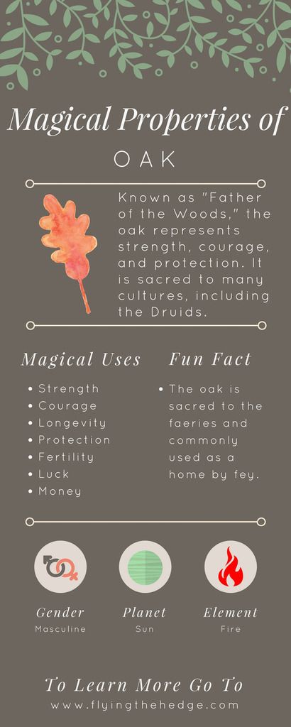 Magical Properties of Oak - and there are lots of oaks in Bound! Magickal Herbs, Witch Herbs, Spirit Communication, Green Witchcraft, Folk Magic, Magic Herbs, Kitchen Witchery, Mountain Ash, Eclectic Witch