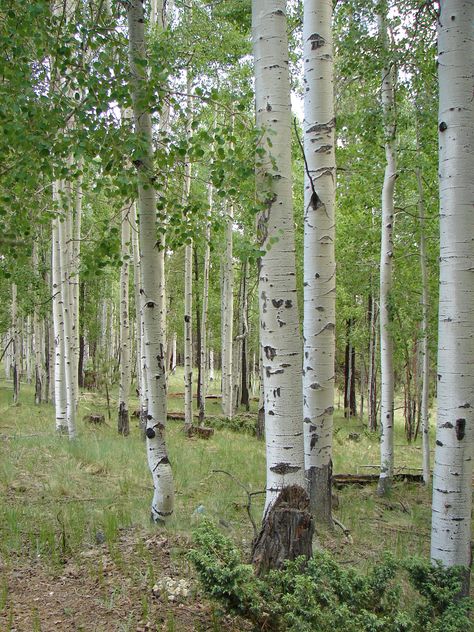 Quaking Aspen: Trees of the Mountain West | Fall Leaves Photos | LiveScience.  My favorite tree. I have such fond memories of these beautiful trees. They are magical. Aspen Trees Photography, Western Mountains, Quaking Aspen, White Trees, Aspen Tree, Tree Base, Tree Tree, Beautiful Trees, Forest Path