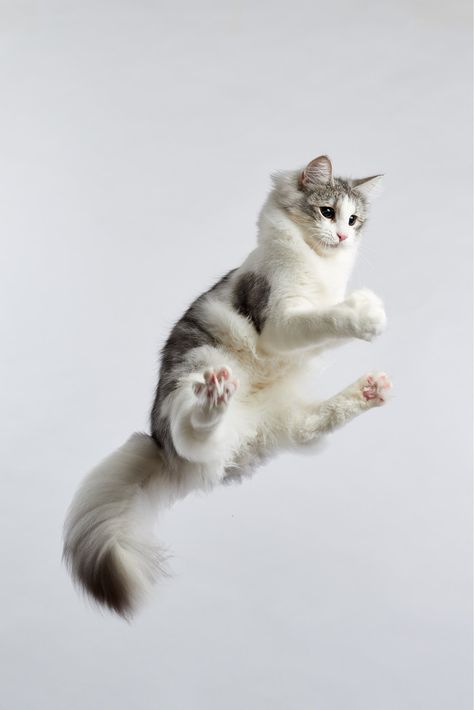 Animal Poses, Cat Jumping, Cat Poses, Cat References, Regnul Animal, Cat Anatomy, Cat Reference, 강아지 그림, Aesthetic Cat