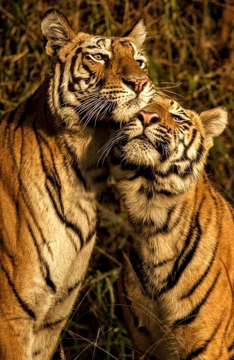 Tigers In The Wild, Tiger Couple, Tiger Love, Tiger Painting, Tiger Pictures, Cute Tigers, Wild Creatures, Tiger Art, Pretty Animals