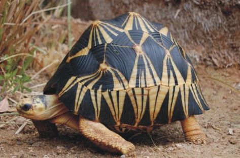 Top 10 Rare and Unusual Turtles and Tortoises Pancake Tortoise, Radiated Tortoise, Tortoise Cage, Russian Tortoise Diet, Russian Tortoise, Tortoise Care, Baby Tortoise, Sulcata Tortoise, Tortoise Turtle