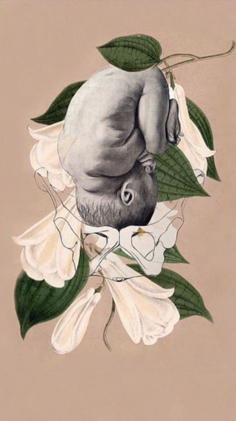 Lapageria Rosea, Doula Art, Pregnancy Illustration, Birth Art, Pregnancy Art, Birth Prints, Baby Art, Illustration Inspiration, Anatomy Art