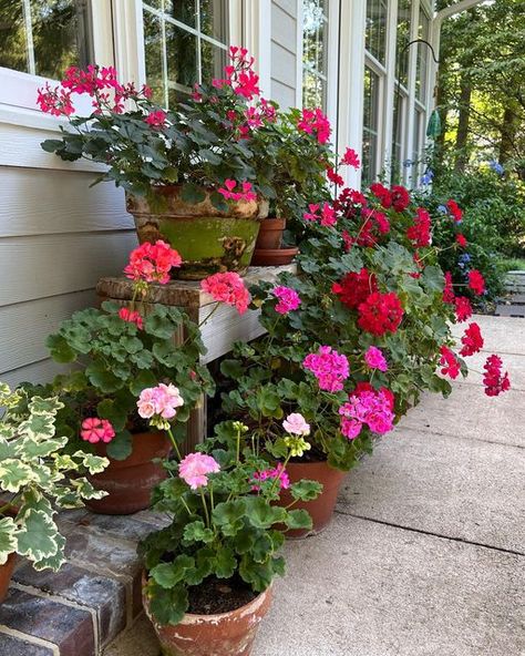 Geraniums Garden, Summer Plant, Potted Geraniums, Geranium Plant, Flower Bed Designs, Clay Flower Pots, Garden Decor Projects, Indirect Sunlight, Flower Landscape