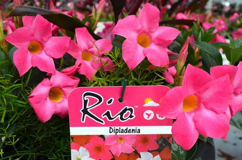 Rio Dipladenia - The Best Plant for New Gardeners - Fernlea Flowers Rio Dipladenia, Butterflies And Hummingbirds, Hawaiian Punch, Attract Butterflies, How To Grow Taller, Garden Club, Annual Plants, Potting Soil, Cool Plants