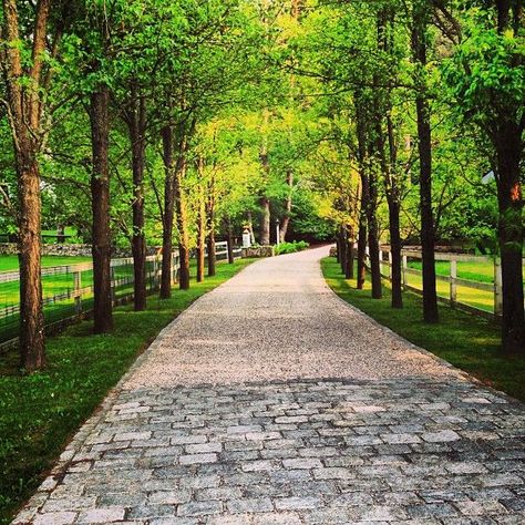 Allee of trees Long Driveway Landscaping, Light Posts, Driveway Entrance Landscaping, Long Driveway, Front Yards Curb Appeal, Tree Lined Driveway, Landscaping Design Ideas, Gravel Driveway, Driveway Entrance