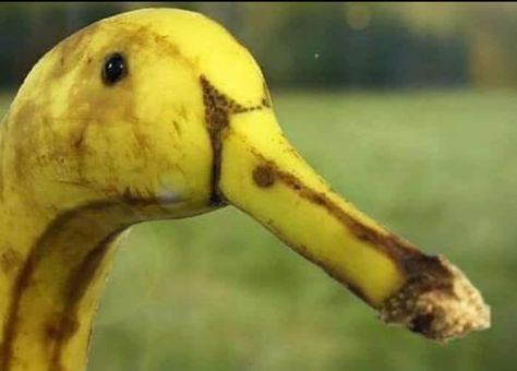 Banana Duck🤣 A Banana, Yellow