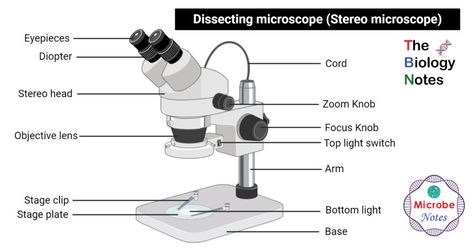 Dissecting microscope (Stereo or stereoscopic microscope) Microscope Worksheet, Parts Of A Microscope, Microbiology Notes, Dissecting Microscope, Scientific Inquiry, Architecture Toy, Optical Microscope, Microscope Parts, Pocket Microscope