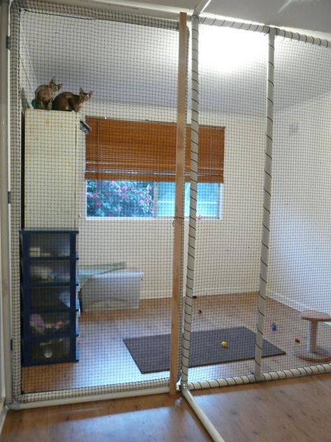 Diy Cat Kennel Indoor, Indoor Catio Cats, Kitten Enclosure Indoor, Diy Indoor Cat Enclosure, Cat Foster Room, Cat Cage Ideas Indoor, Diy Cat Cage Indoor, Diy Cat Gates Indoor, Cat Kennel Indoor