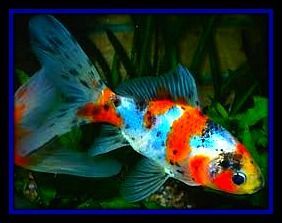 Shubunkin Goldfish "poor man's koi", beautiful, easy care fish, makes for good outdoor ponds Shubunkin Goldfish, Coldwater Fish, Common Goldfish, Comet Goldfish, Goldfish Types, Goldfish Pond, Pond Fish, Outdoor Ponds, Pretty Fish