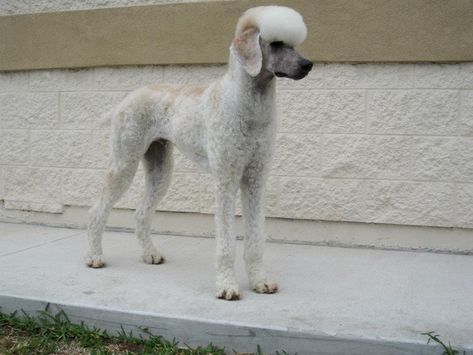 Poodle Shaved Ears, Poodle Shaved Face, Shaved Poodle, Mickey Mouse Gloves, Grow Long Hair, Boy Face, Adorable Animals, Grow Hair, Dog Grooming