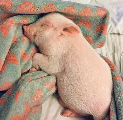 Sound sleep little baby~ . . .  #pig #pigs #piglet #cutepig #pigpub  #instapig #pigofinstagram #minipig #pigfans #piglovers #instagrampigs#toocutetobear Sleeping Piglet, Piglets Cute, Pig Sleeping, Fat Nuggets, Baby Piglet, Pet Duck, Pig Cute, Baby Piglets