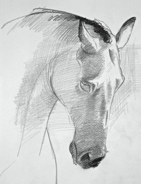 See a mini-demo on how to draw a horse's face, from David Sanmiguel's "Drawing Horses: Basic Drawing and Painting Techniques." Horse Drawing Tutorial, Draw A Horse, Drawing Horses, Horse Sketch, Horse Anatomy, Art Demo, Horse Face, Basic Drawing, Horse Drawing