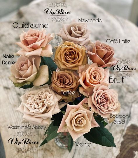 when you get gorgeous bouquet images from @natepuhrweddings you post them. #bridalbouquet #bouquet #velvetandtwine #orlandowedding…” • Apr 2, 2021 at 10:20pm UT Bronze Flowers Wedding, Ranunculus Colors, Taupe Roses, Quicksand Rose, Tan Flowers, Flower Chart, Bouquet Images, Colors Inspiration, Rose Varieties