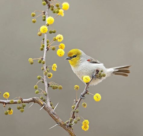 Look for Energetic Verdin Birds in the Southwest Arizona Birds, Bird Nesting Material, Hummingbird Nectar, Bird Calls, American Robin, Acacia Tree, Invasive Plants, Humming Bird Feeders, Backyard Birds