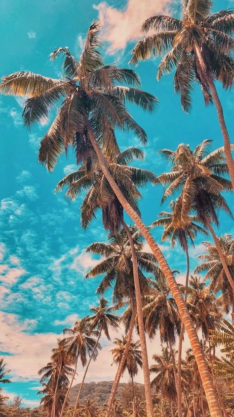 Tela Iphone, Palm Trees Wallpaper, Palm Wallpaper, Iphone Wallpaper Landscape, Beach Wallpaper, Tree Wallpaper, Sunset Wallpaper, Backgrounds Phone Wallpapers, Nursery Wallpaper