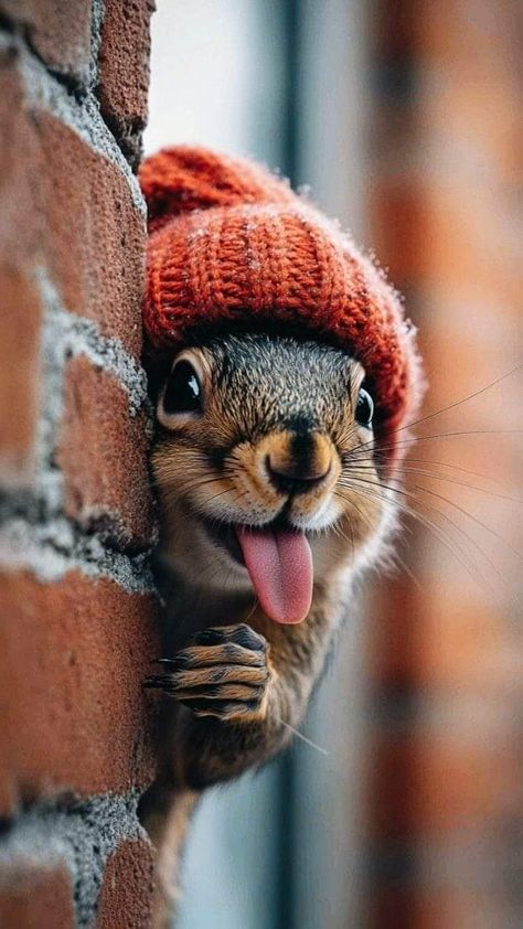 Cartoon Animal Art, Funny Squirrel Pictures, Squirrel Pictures, Squirrel Art, Good Morning Funny Pictures, Squirrel Funny, Animal Character, Cute Squirrel, A Squirrel