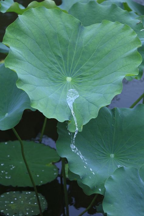 Lotus Leaves, Lotus Leaf, The Lotus, Ceramics Ideas Pottery, Fish Pond, Homescreen Wallpaper, Exotic Flowers, Photoshoot Inspiration, Water Drops