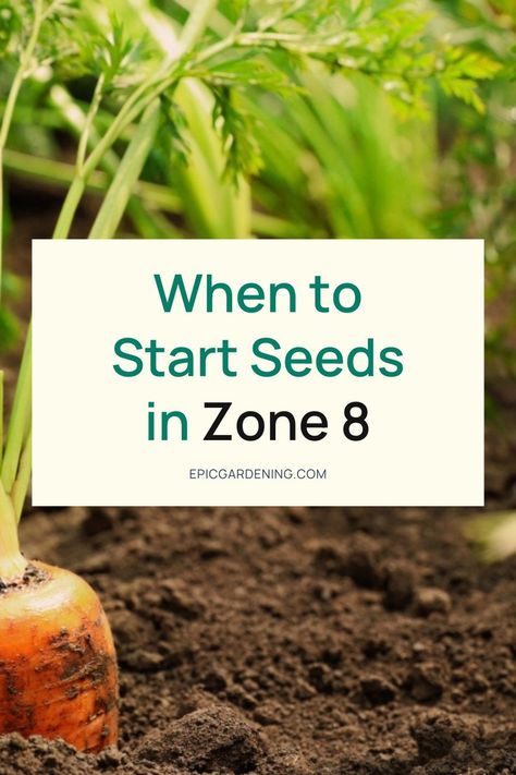 Starting seeds at the right time allows you to get your plants in the ground so they can thrive. You can start sowing seeds in January in zone eight, seed starting allows you to start gardening while it’s still cold outside. Before you begin planting seeds, you need to know when to put them in the soil. While the ideal planting date varies by location, it remains similar throughout individual growing zones. Learn about Zone 8's climate and when you should start different types of seeds. Seed Starting Calendar, When To Start Seeds, Seed Planting Guide, Types Of Seeds, When To Plant Seeds, Different Types Of Seeds, Banana Seeds, Start Gardening, Sowing Seeds