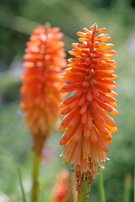 8. Torch Lily ( Kniphofia ) #decorhomeideas Water Lilly Aesthetic, Lilly Aesthetic, Lilly Flower Drawing, Orange Flowering Plants, Cheap Gardening, Torch Lily, Red Hot Poker Plant, Flower Lilly, Red Lily Flower