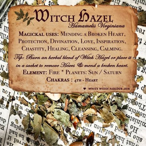 Magical Uses Of - Witch Hazel Magickal Herbs, Witch Herbs, Green Witchcraft, Magic Herbs, Kitchen Witchery, Magical Herbs, Dried Herbs, Herbal Magic, White Witch