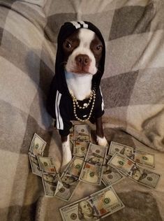 Funny Dog Pfp, Mob Boss Aesthetic, Swag Dog, Animal Pfp, Dog Pfp, Rich Dog, Boss Music, Cute Puppies Images, Funny Animal Images