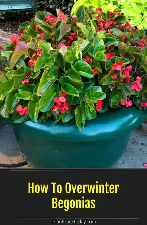 How To Overwinter Begonias, Over Wintering Begonias, Overwinter Begonias, Begonias In Pots Front Porches, Overwintering Annuals, Periannual Flowers, Overwintering Begonias, Overwintering Plants, Overwintering Geraniums