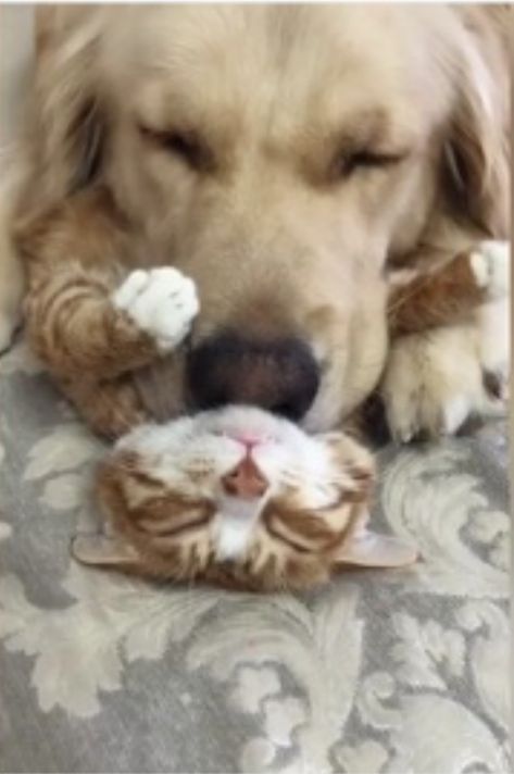 Fell Asleep, Animals Friendship, Funny Cats And Dogs, Cute Animal Pictures, Cute Kittens, Cats And Dogs, Cute Cats And Dogs, Funny Animal Pictures, Beautiful Cats