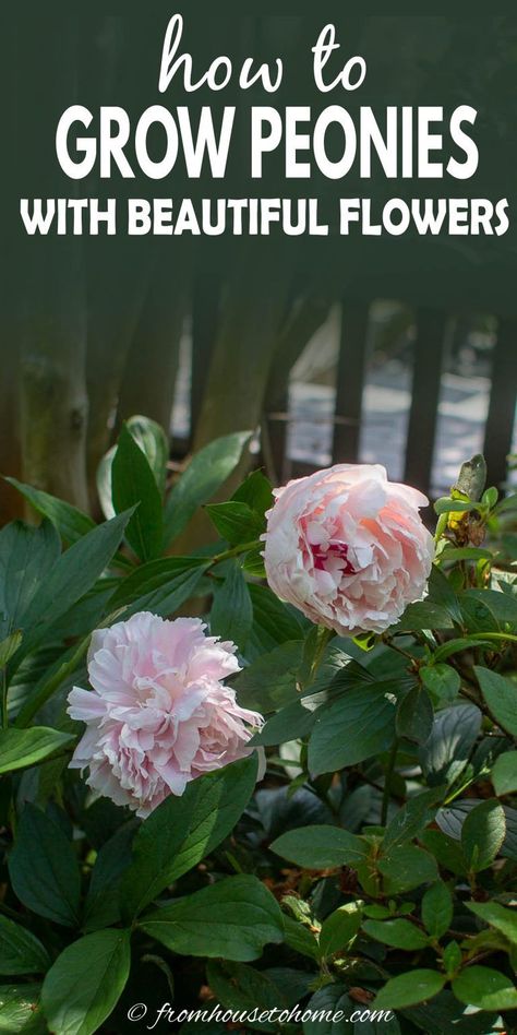 How To Grow Peonies, Grow Peonies, Texas Backyard, Peonies Wallpaper, Peony Bush, Planting Peonies, Growing Peonies, Flowers Growing, Peonies And Hydrangeas