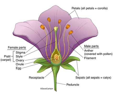 Botany | Carlson Stock Art Structure Of Flower, Reproduction In Plants, Flower Definitions, Female Parts, Flower Science, Veterinary Anatomy, Plant Reproduction, Flower Reproduction, Plant Biology