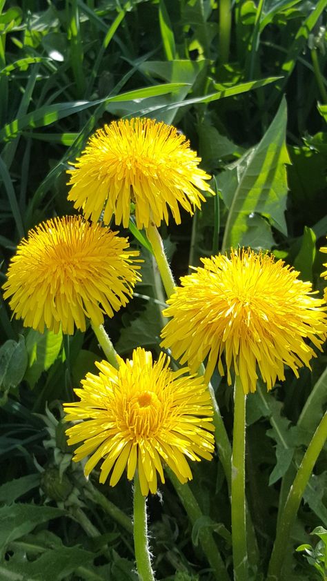 Dendalions Flower, Dandelion Pictures, Fuchsia Flowers, Dandelion Flower, Annual Plants, Flowers Nature, Botanical Flowers, Orange Flowers, Botany