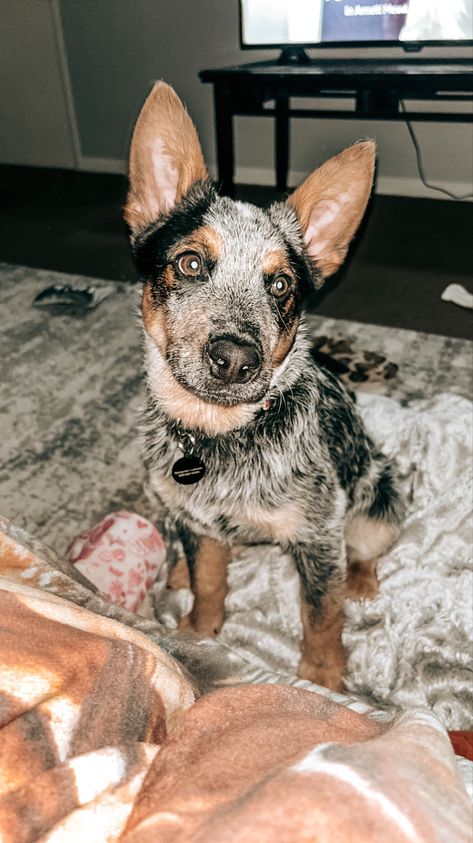 Blue Heeler Wallpaper, Western Dogs, Ranch Dogs, Country Dogs, Dog Cowboy, Farm Pets, Heeler Puppies, Blue Heeler Dogs, Dog Blue Heeler