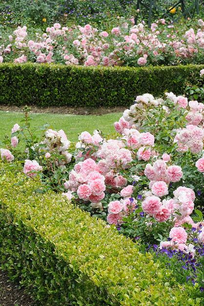 Lovely combination of green Buxus hedge and roses flower bed. You can create any desirable shape and experiment with different plants. Boxwoods And Roses, Flower Hedges Front Yards, Rose Hedge Front Yards, Roses Flower Bed, Camelia Hedge, Rose Of Sharon Hedge, Rose Beds Garden Ideas, Hedge Apples Uses, Gardenia Hedge