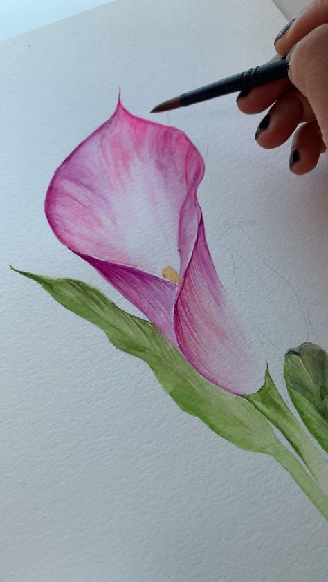 Watercolor Calla Lilies, Calla Lily Watercolor Painting, Cala Lily Drawings, Calla Lily Drawing, Calla Lily Watercolor, Lillies Painting, Lily Watercolor Painting, Calla Lily Painting, Cala Lillies