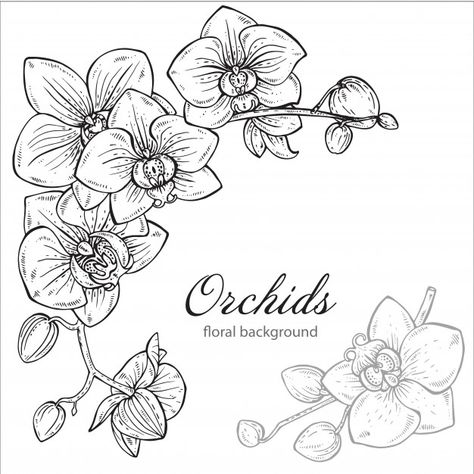 Drawings Techniques, Orchid Flower Tattoos, Orchid Drawing, Flowers Mandala, Mandala Ideas, Orchid Tattoo, Flower Drawings, Drawing Flowers, Floral Drawing