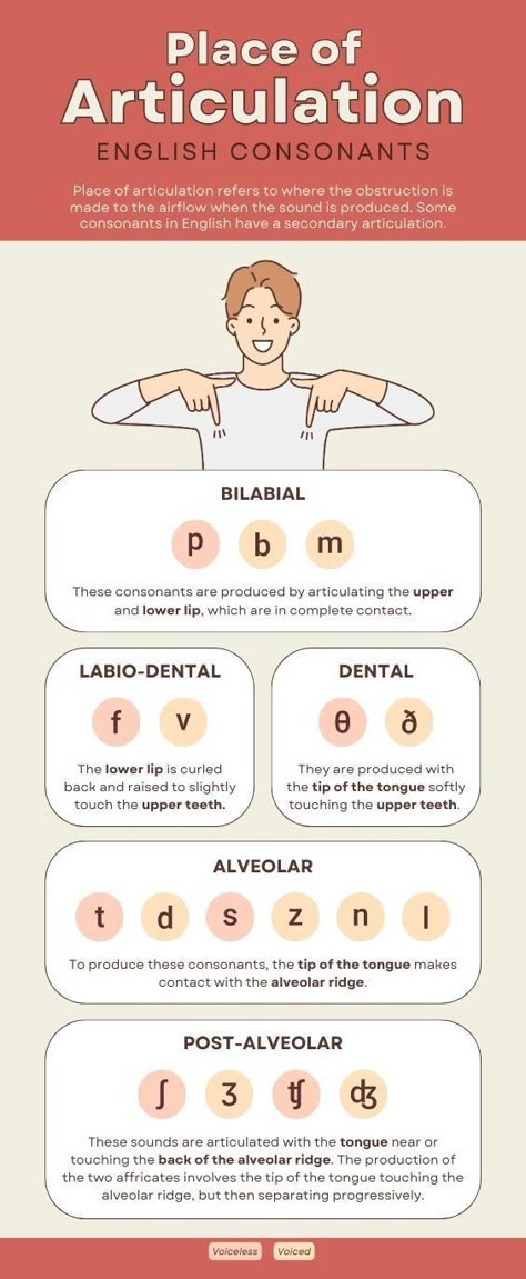 English Consonants, Place Of Articulation, Slp Outfits, Speech Language Pathology Grad School, Linguistics Study, Speech Language Pathology Assistant, Pronunciation English, Speech Therapy Tools, Leadership And Management