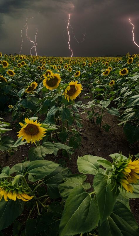 Chaos Aesthetic, Summer Scenes, Sunflower Wallpaper, Lightning Strikes, Sunflower Fields, + Core + Aesthetic, Photography Projects, Nature Images, Beautiful Photography