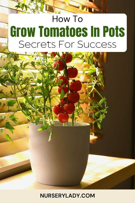 Want to grow tomatoes in pots successfully? Discover the secrets to container gardening with these expert tips! From choosing the right pot size to selecting the best soil mix, watering, and sunlight needs, this guide covers everything you need for a thriving potted tomato plant. Perfect for small spaces, patios, or balconies—grow fresh, juicy tomatoes right at home! Tomato Plants In Pots, Potted Tomato Plants, Tomatoes In Pots, Growing Tomatoes Indoors, How To Grow Tomatoes, Cherry Tomato Plant, Plants In Pots, Growing Tomatoes In Containers, Grow Tomatoes